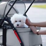 4-Wheel Portable Pet Stroller With Breathable Mesh Puppy Stroller Cat Stroller--black - Image 5